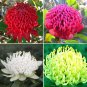 2 PCS Seeds TELOPEA SPECIOSISSIMA New South Wales Waratah Flower