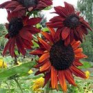 15 PCS Seeds Terracotta Sunflower Seeds, Professional Pack