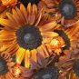 15 PCS Seeds Terracotta Sunflower Seeds, Professional Pack