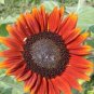15 PCS Seeds Terracotta Sunflower Seeds, Professional Pack