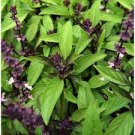 20 PCS Seeds Thai Basil
