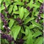 20 PCS Seeds Thai Basil
