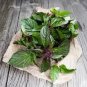 20 PCS Seeds Thai Basil