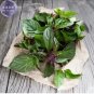 20 PCS Seeds Thai Basil