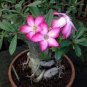 2 PCS Seeds Thai 'embroidery' Adenium Desert Rose