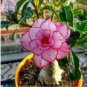 2 PCS Seeds Thai 'embroidery' Adenium Desert Rose