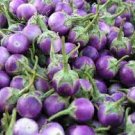 100 PCS Seeds Thai Purple Mini Round Eggplant 100 PCS Seeds Thai Purple Mini Round Eggplant