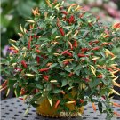 100 PCS Seeds Thai Sun Hot Pepper Capsicum annuum Ornamental Chili 100 PCS Seeds Thai Sun Hot Pepper Capsicum annuum Ornamental Chili