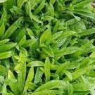 30 PCS Seeds Thai Water Spinach Kangkong Vegetable 30 PCS Seeds Thai Water Spinach Kangkong Vegetable