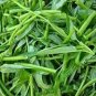 30 PCS Seeds Thai Water Spinach Kangkong Vegetable