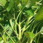 30 PCS Seeds Thai Water Spinach Kangkong Vegetable