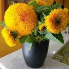 20 PCS Seeds Thail Import Fiery Teddy Bear Sunflower Flower