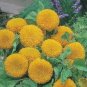 20 PCS Seeds Thail Import Fiery Teddy Bear Sunflower Flower