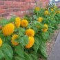 20 PCS Seeds Thail Import Fiery Teddy Bear Sunflower Flower