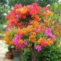 100 PCS Seeds Thailand Bougainvillea