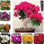 100 PCS Seeds Thailand Bougainvillea