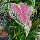 100 PCS Seeds Thailand Caladium Seeds Burnt Rose Elephant Ear Flower Blue-Brown-Rose
