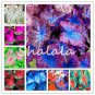 100 PCS Seeds Thailand Caladium Seeds Burnt Rose Elephant Ear Flower Blue-Brown-Rose