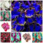 100 PCS Seeds Thailand Caladium Seeds Burnt Rose Elephant Ear Flower Blue-Brown-Rose