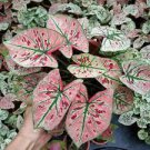 100 PCS Seeds Thailand Caladium Seeds Burnt Rose Elephant Ear Flower Yellow 100 PCS Seeds Thailand Caladium Seeds Burnt Rose Elephant Ear Flower Yellow