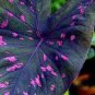 100 PCS Seeds Thailand Caladium Seeds Burnt Rose Elephant Ear Flower Yellow