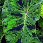 100 PCS Seeds Thailand Caladium Seeds Burnt Rose Elephant Ear Flower Yellow