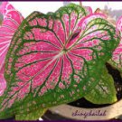 50 PCS Seeds Thailand Caladium Seeds 'Tiger' Pink Greenish Ornamental Leaves 50 PCS Seeds Thailand Caladium Seeds 'Tiger' Pink Greenish Ornamental Leaves