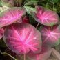 50 PCS Seeds Thailand Caladium Seeds 'Tiger' Pink Greenish Ornamental Leaves