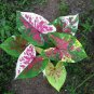 50 PCS Seeds Thailand Caladium Seeds 'Tiger' Pink Greenish Ornamental Leaves