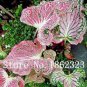 50 PCS Seeds Thailand Caladium Seeds 'Tiger' Pink Greenish Ornamental Leaves