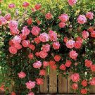 100 PCS Seeds Thailand Climbing Beautyful Rose Bonsai Flowers 100 PCS Seeds Thailand Climbing Beautyful Rose Bonsai Flowers