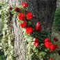 100 PCS Seeds Thailand Climbing Beautyful Rose Bonsai Flowers
