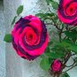 100 PCS Seeds Thailand Climbing Beautyful Rose Bonsai Flowers