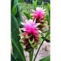 10 PCS Seeds Thailand Curcuma Seeds Called Siam Tulip