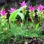 10 PCS Seeds Thailand Curcuma Seeds Siam Tulip