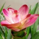 50 PCS Seeds Thailand Pink Curcuma Bonsai Also Called Siam Tulip Rare Flower