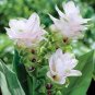 50 PCS Seeds Thailand Pink Curcuma Bonsai Also Called Siam Tulip Rare Flower