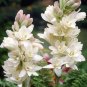 50 PCS Seeds Thailand Pink Curcuma Bonsai Also Called Siam Tulip Rare Flower