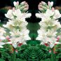 50 PCS Seeds Thailand Pink Curcuma Bonsai Also Called Siam Tulip Rare Flower