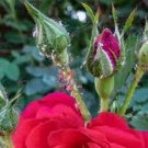 100 PCS Seeds The Death' Rose 100 PCS Seeds The Death' Rose