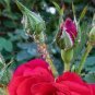 100 PCS Seeds The Death' Rose