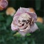 100 PCS Seeds The Death' Rose