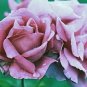 100 PCS Seeds The Death' Rose