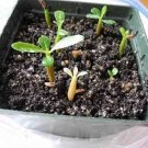 5 PCS Seeds The Dreamlike Adenium Obesum 5 PCS Seeds The Dreamlike Adenium Obesum