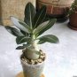 5 PCS Seeds The Dreamlike Adenium Obesum