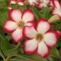5 PCS Seeds The Dreamlike Adenium Obesum