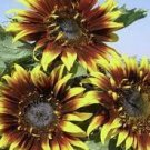 15 PCS Seeds The Joker Beautiful Bicolor Ornamental Sunflower 15 PCS Seeds The Joker Beautiful Bicolor Ornamental Sunflower