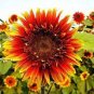 15 PCS Seeds The Joker Beautiful Bicolor Ornamental Sunflower