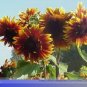 15 PCS Seeds The Joker Beautiful Bicolor Ornamental Sunflower