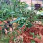 100 PCS Seeds the Most Black Tomato in the world Fruit